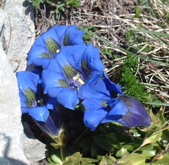 Gentiana dinarica / Genziana dell''Appennino